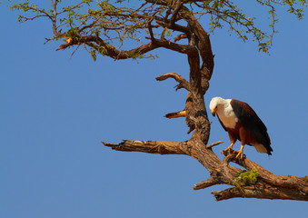 Fish Eagle