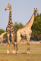 African Giraffes