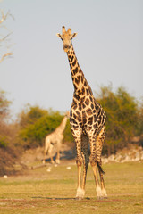 African Giraffes