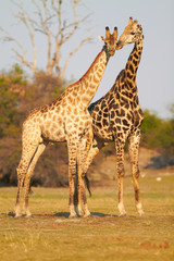 African Giraffes