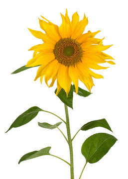 sunflower isolated on white