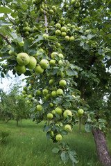 Branch of an apple with a lot of fruits