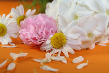 Fototapeta na wymiar Blumen für Grußkarten