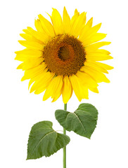 Sonnenblume mit Stiel