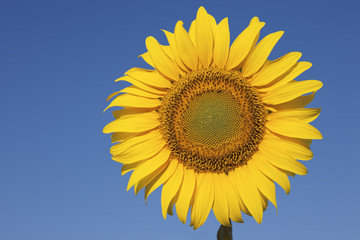 Sunflower against a crystal clear blue sky