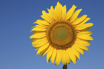 Obraz premium Sunflower against a crystal clear blue sky
