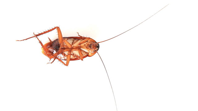 Dead cockroach