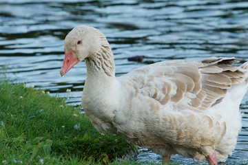 Goose