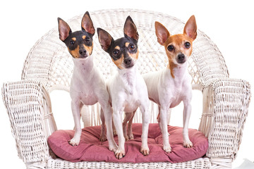 Toy Fox Terrier