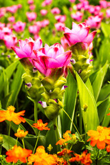 siam tulip or curcuma chiangmai Thailand