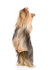  Yorkshire Terrier standing on hind legs. isolated on white 