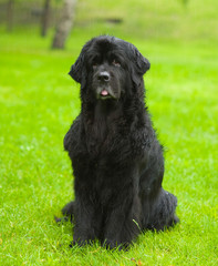 Newfoundland dog in front
