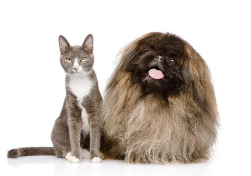 Cat and Dog posing. isolated on white background