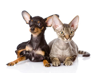 devon rex cat and toy-terrier puppy together. looking at camera.