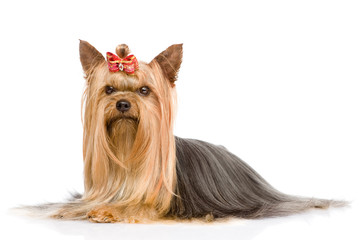 Yorkshire Terrier. isolated on white background