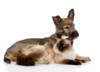 Obraz premium puppy and siamese cat together. isolated on white background