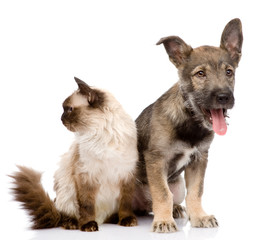 cat and dog together. focused on the cat. isolated on white