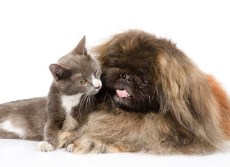 cat and dog together. isolated on white background