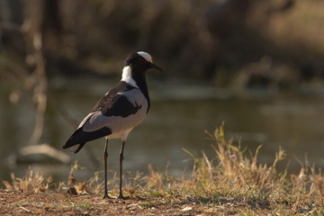 Obraz premium Blacksmith Lapwing or Blacksmith Plover - Vanellus armatus