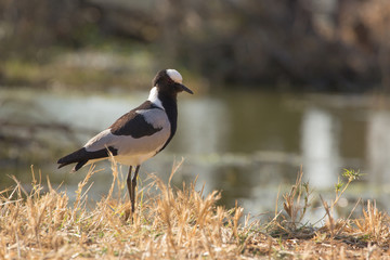 Blacksmith Lapwing or Blacksmith Plover - Vanellus armatus