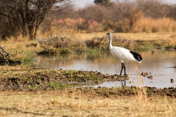 African Sacred Ibis - Threskiornis aethiopicus
