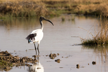 African Sacred Ibis - Threskiornis aethiopicus