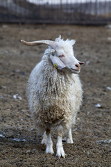 sheep on a farm