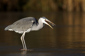 Grey heron, Ardea cinerea