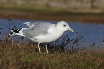 Common gull, Larus canus