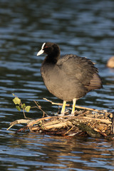 Coot, Fulica atra