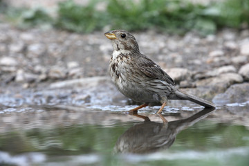 Corn bunting, Emberiza calandra