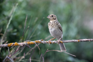 Corn bunting, Emberiza calandra
