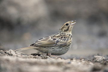 Corn bunting, Emberiza calandra