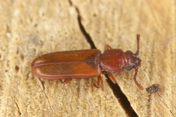Pediacus depressus, Cucujidae on wood, extreme close-up