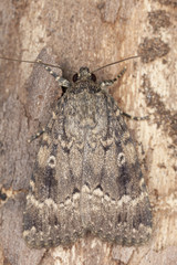 Obraz premium Svensson's Copper Underwing, Amphipyra berbera, macro photo