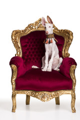 Podenco Welpe auf Thron