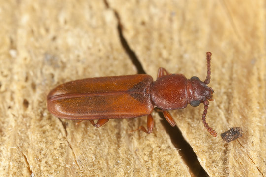 Pediacus depressus, Cucujidae on wood, extreme close-up