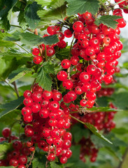 Branch with berries of red currant