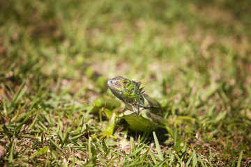 Iguana Looking Around