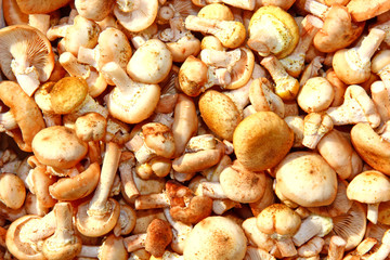 Background from autumn honey agaric mushrooms