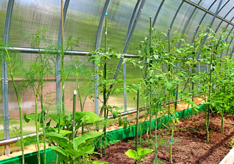 Vegetable greenhouse