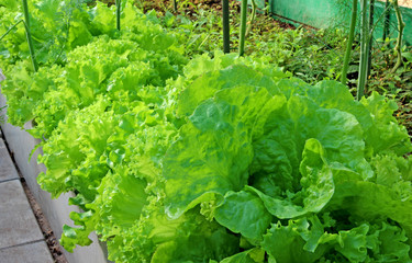 Lettuce growing in the greenhouse