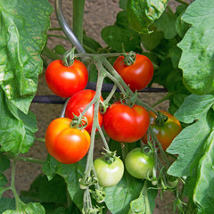 Tomaten - Solanum lycopersicum