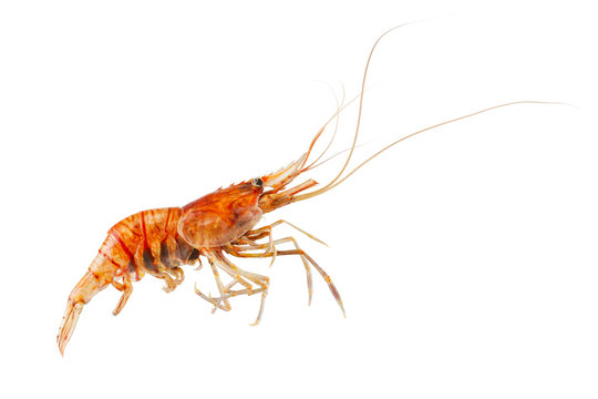 Shrimp