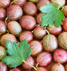 Fresh gooseberries  square background