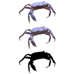 Crab 01