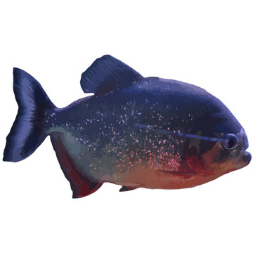 recommend clip art: Piranha 01