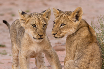 Naklejka na ściany i meble Two cute lion cubs playing on sand in the Kalahari