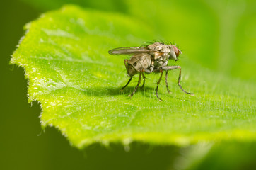 Fly on a leaf
