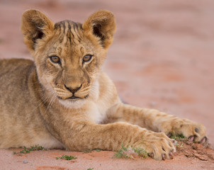 Fototapeta na wymiar Cute lion cub playing on sand in the Kalahari